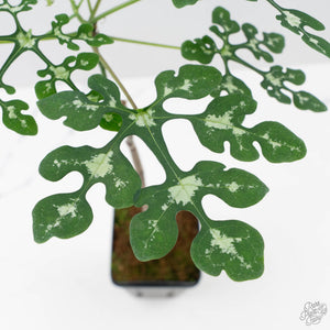 Adenia Perrieri (wk40-L317)