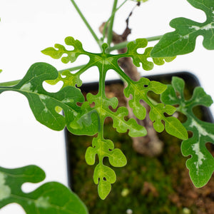Adenia Perrieri (wk40-L318)