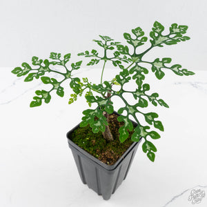 Adenia Perrieri (wk40-L318)