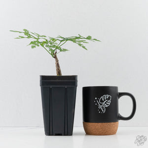 Adenia Perrieri (wk40-L318)