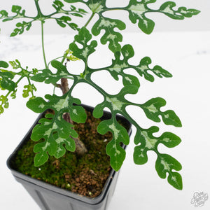 Adenia Perrieri (wk40-L318)