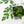 Adenia Perrieri (wk40-L318)