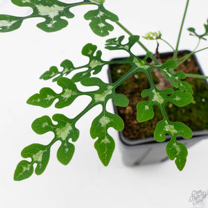 Adenia Perrieri (wk40-L318)