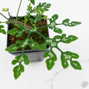 Adenia Perrieri (wk40-L318)