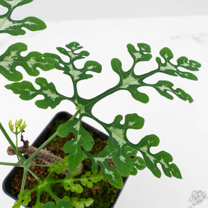 Adenia Perrieri (wk40-L318)