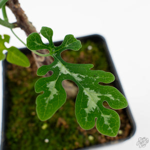 Adenia Perrieri (wk40-L318)