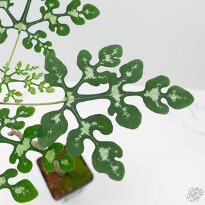 Adenia Perrieri (wk41-L337)