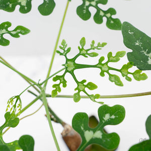 Adenia Perrieri (wk41-L337)