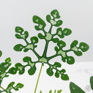Adenia Perrieri (wk41-L337)