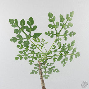 Adenia Perrieri (wk41-L337)