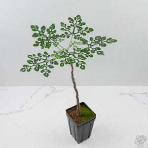 Adenia Perrieri (wk41-L337)