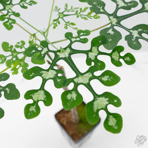 Adenia Perrieri (wk41-L337)