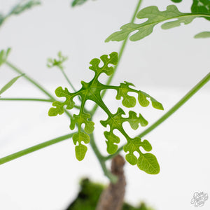 Adenia Perrieri (wk41-L338)