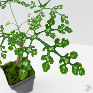 Adenia Perrieri (wk41-L338)