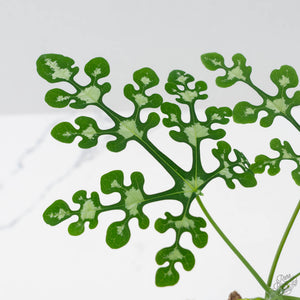 Adenia Perrieri (wk41-L338)