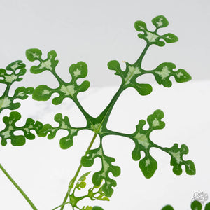 Adenia Perrieri (wk41-L338)