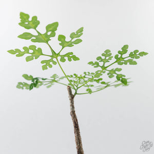 Adenia Perrieri (wk42-L374)