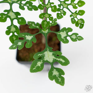 Adenia Perrieri (wk42-L374)