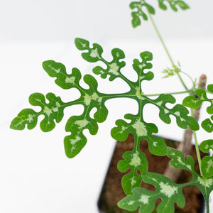Adenia Perrieri (wk42-L374)