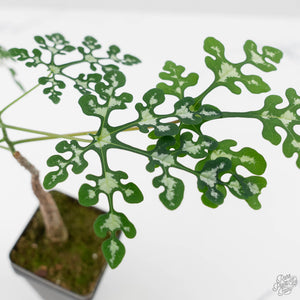 Adenia Perrieri (wk44-L413)