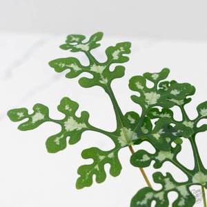 Adenia Perrieri (wk44-L413)