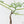 Adenia Perrieri (wk44-L413)