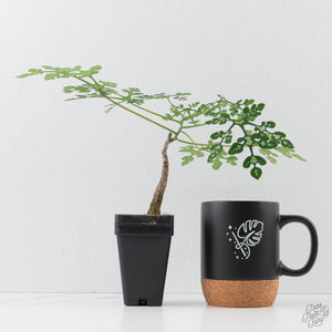 Adenia Perrieri (wk44-L413)