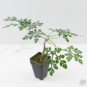 Adenia Perrieri (wk44-L413)