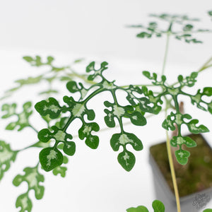 Adenia Perrieri (wk44-L413)