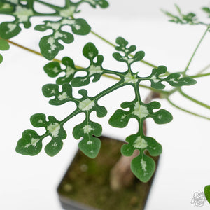 Adenia Perrieri (wk44-L413)