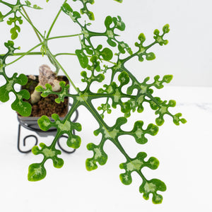 Adenia Perrieri (wk35-L217)