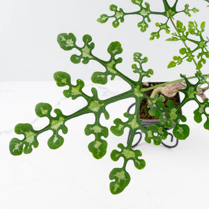 Adenia Perrieri (wk35-L217)