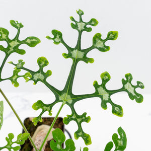 Adenia Perrieri (wk35-L217)