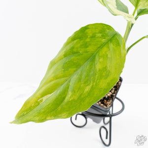 Aglaonema modestum 'Spilt Milk' (wk28-D)