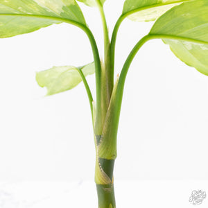 Aglaonema modestum 'Spilt Milk' (wk28-D)
