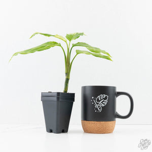 Aglaonema modestum 'Spilt Milk' (wk28-D)