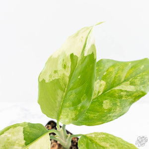 Aglaonema modestum 'Spilt Milk' (wk28-D)