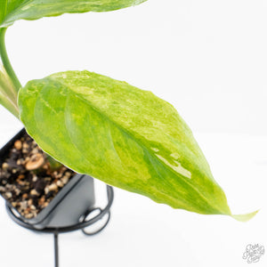 Aglaonema modestum 'Spilt Milk' (wk28-D)