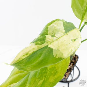 Aglaonema modestum 'Spilt Milk' (wk28-D)