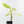 Aglaonema modestum 'Spilt Milk' (wk33-L30)