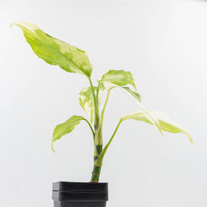Aglaonema modestum 'Spilt Milk' (wk33-L30)