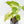 Aglaonema modestum 'Spilt Milk' (wk33-L30)