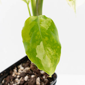 Aglaonema modestum 'Spilt Milk' (wk33-L30)