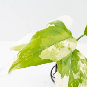 Aglaonema modestum 'Spilt Milk' (wk33-L30)
