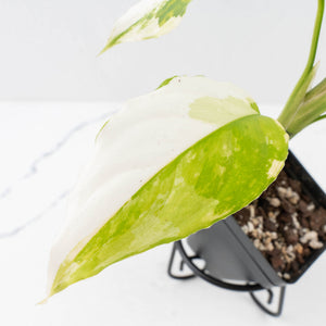Aglaonema modestum 'Spilt Milk' (wk33-L30)