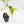 Aglaonema modestum 'Spilt Milk' (wk33-L30)