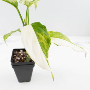 Aglaonema modestum 'Spilt Milk' (wk33-L30)