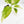 Aglaonema modestum 'Spilt Milk' (wk33-L30)