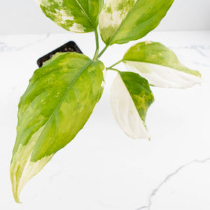 Aglaonema modestum 'Spilt Milk' (wk33-L30)
