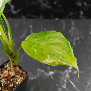 Aglaonema modestum 'Spilt Milk' (wk42-L371)